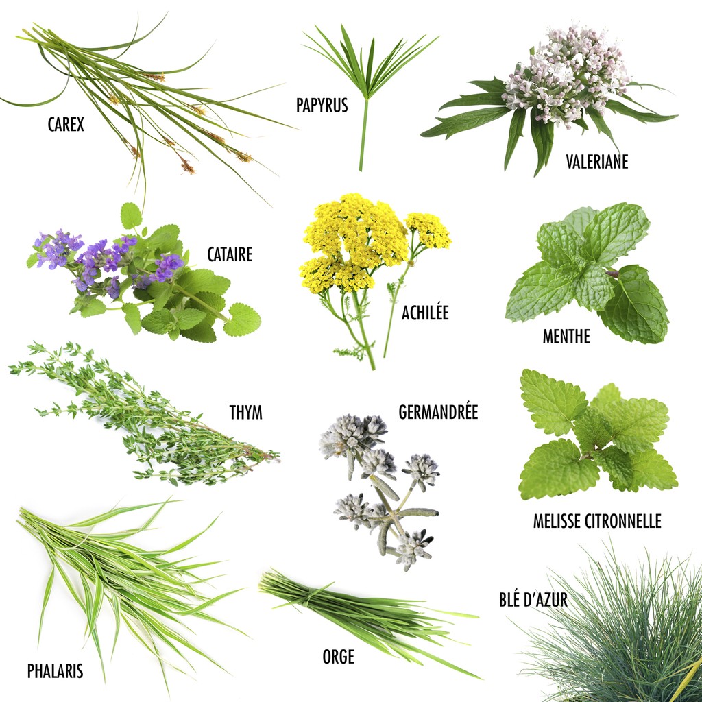 12 Pflanzen f�r meine Katze � Samen-Set