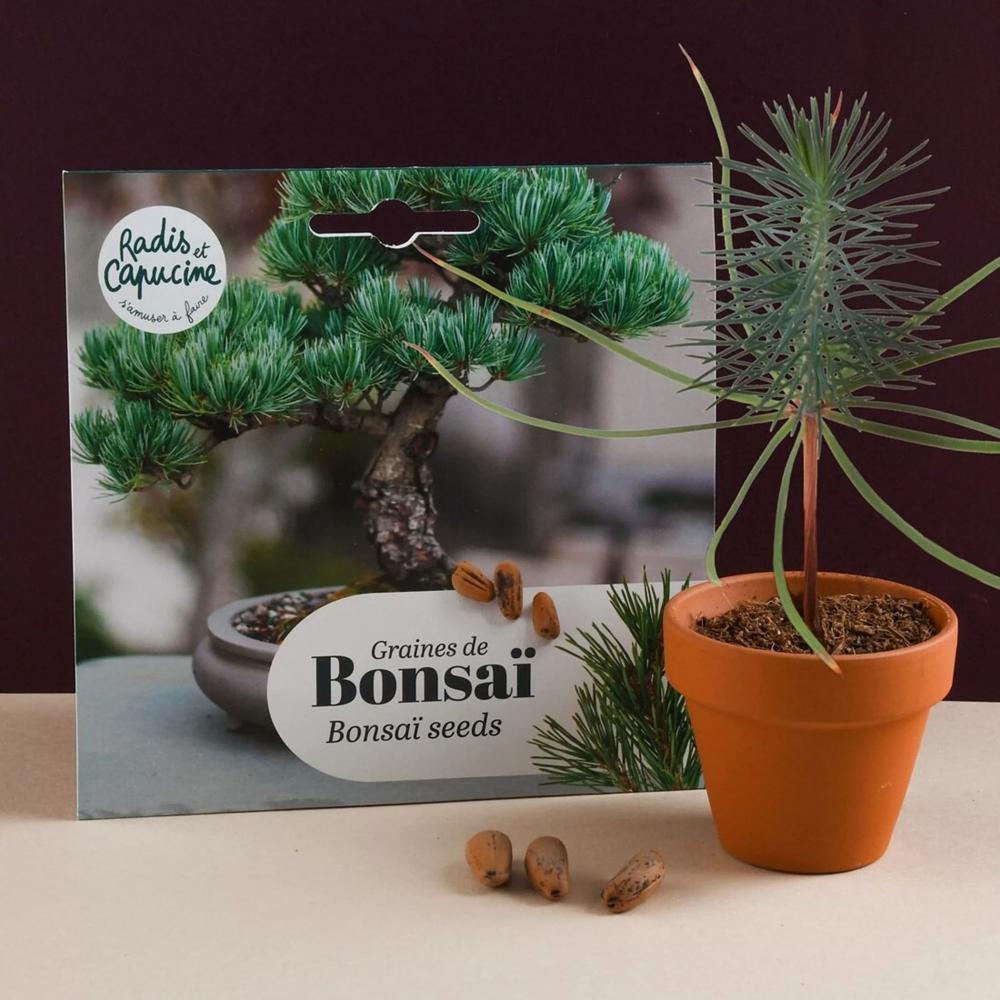 Bonsai Pinie Samen
