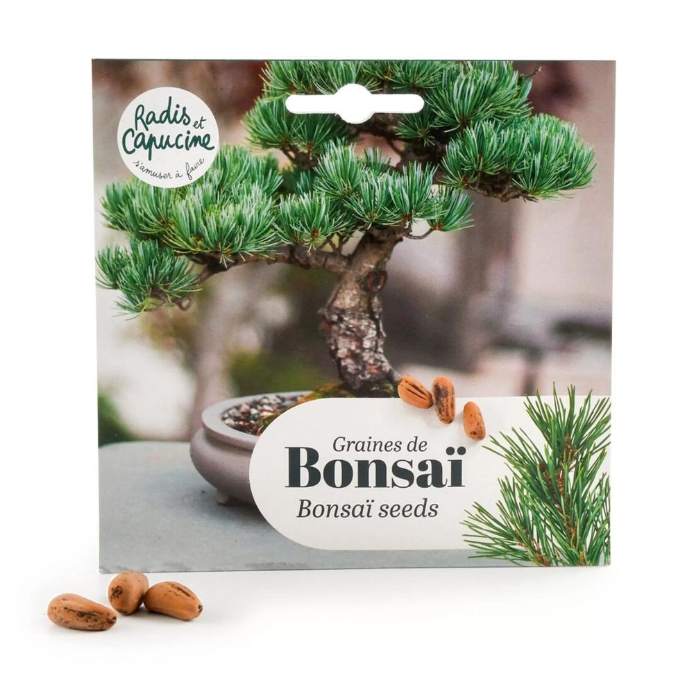 Bonsai Pinie Samen