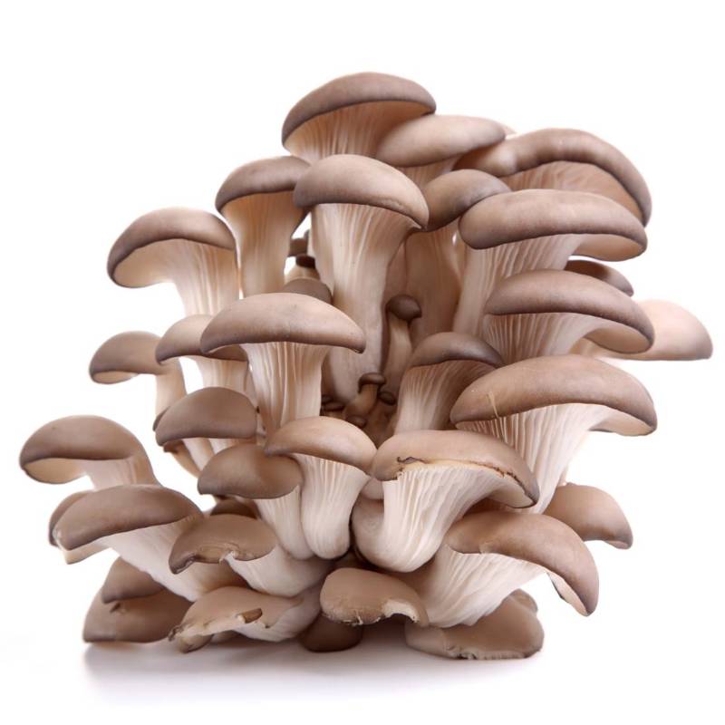 Organic Grey Oyster Mushroom Growing Kit