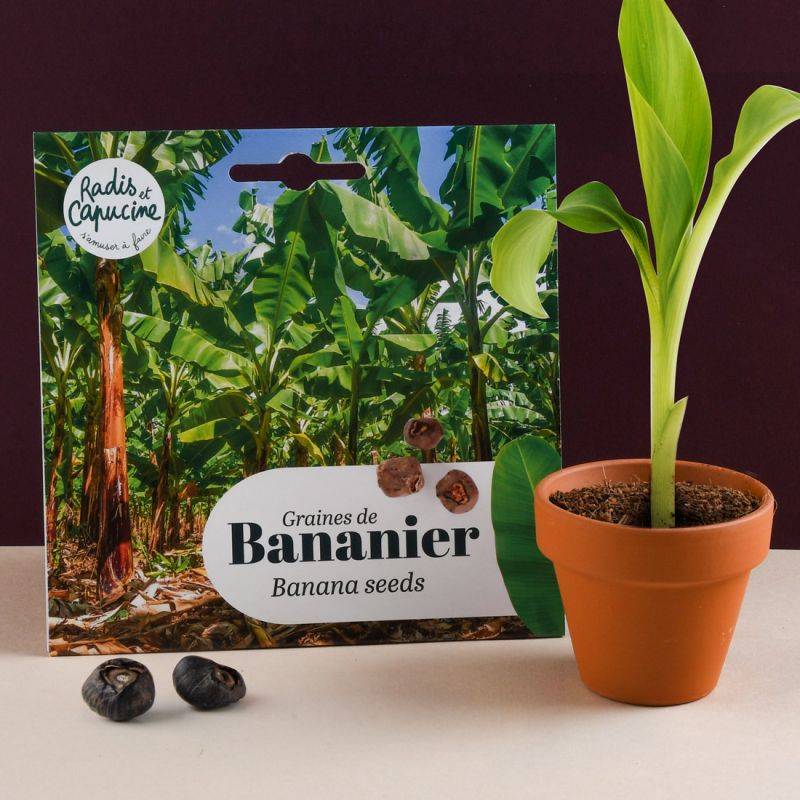 Banana Seeds from the Ivory Coast