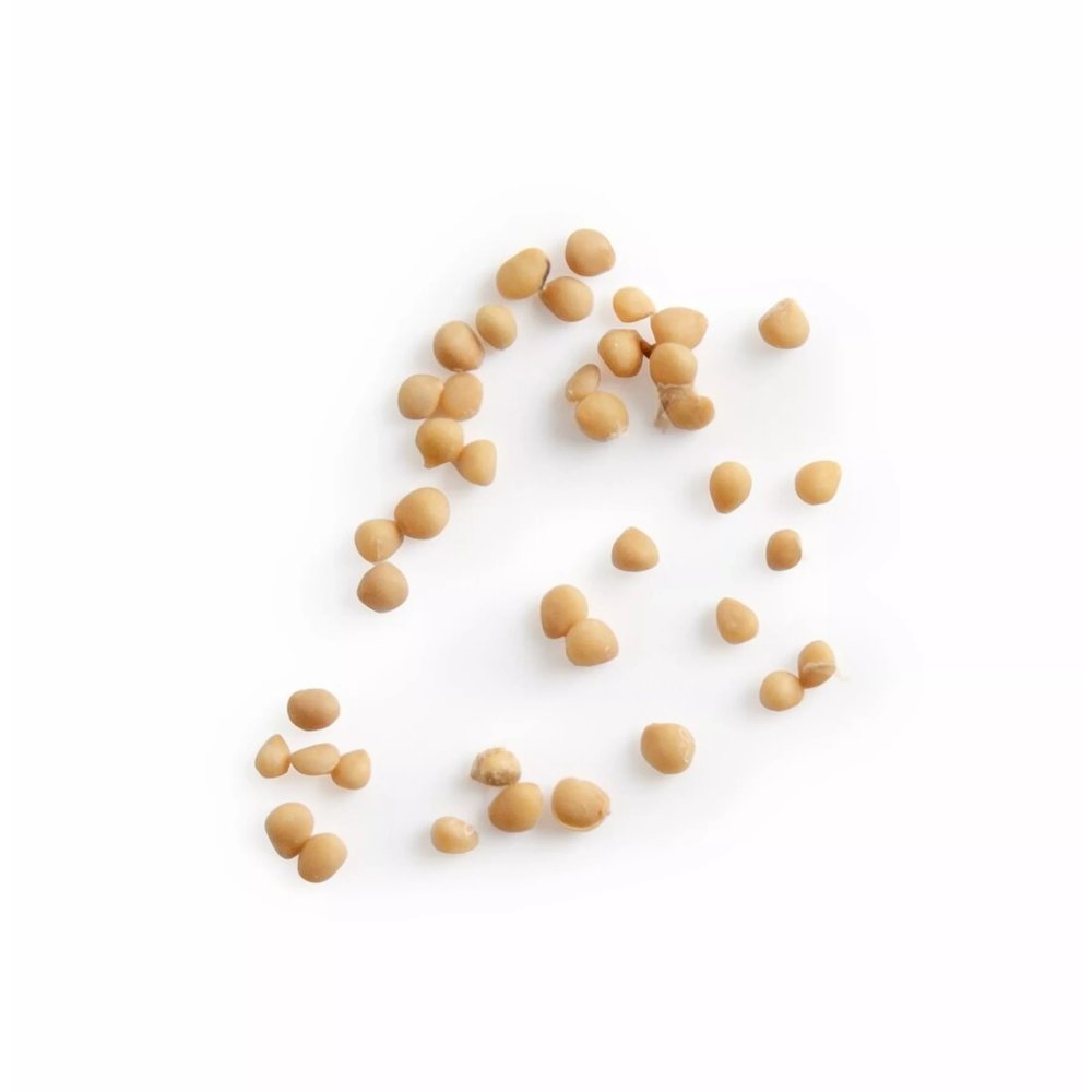 Fig Tree Seeds
