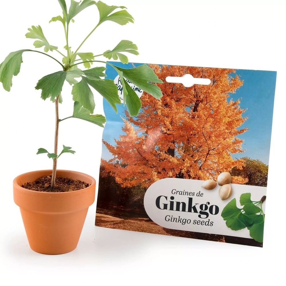Gingko Biloba Samen