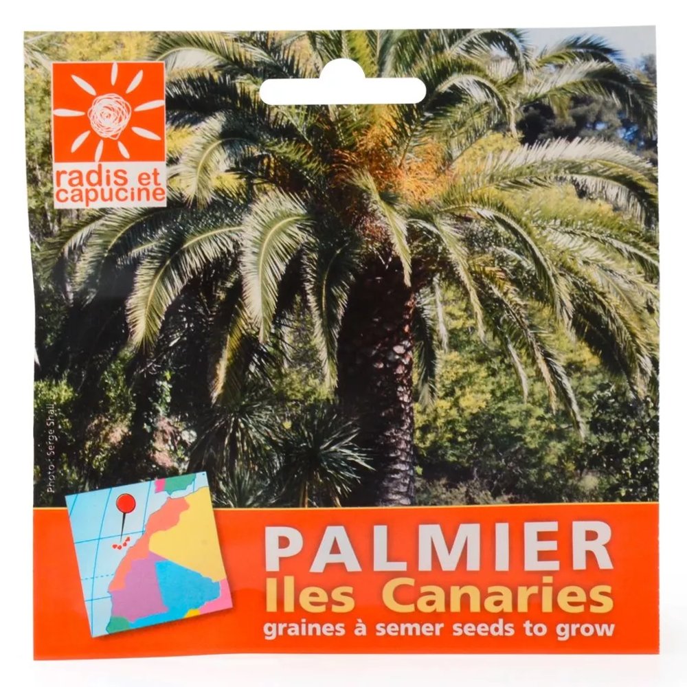 Canary Island Date Palm Seeds