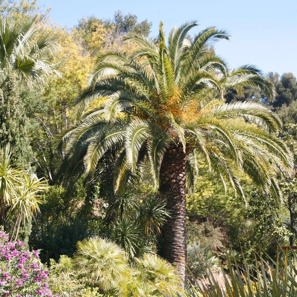 Canary Island Date Palm Seeds