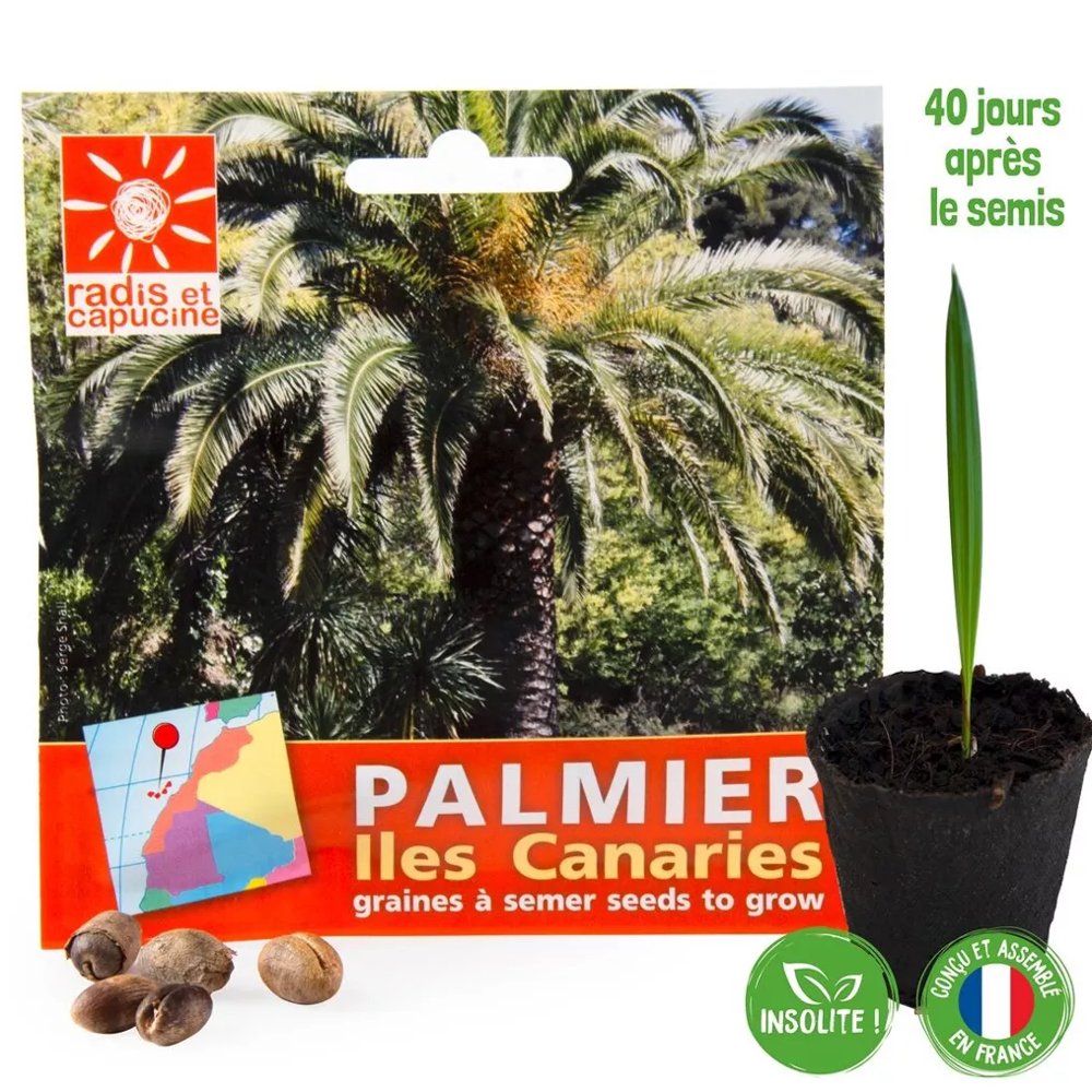 Canary Island Date Palm Seeds