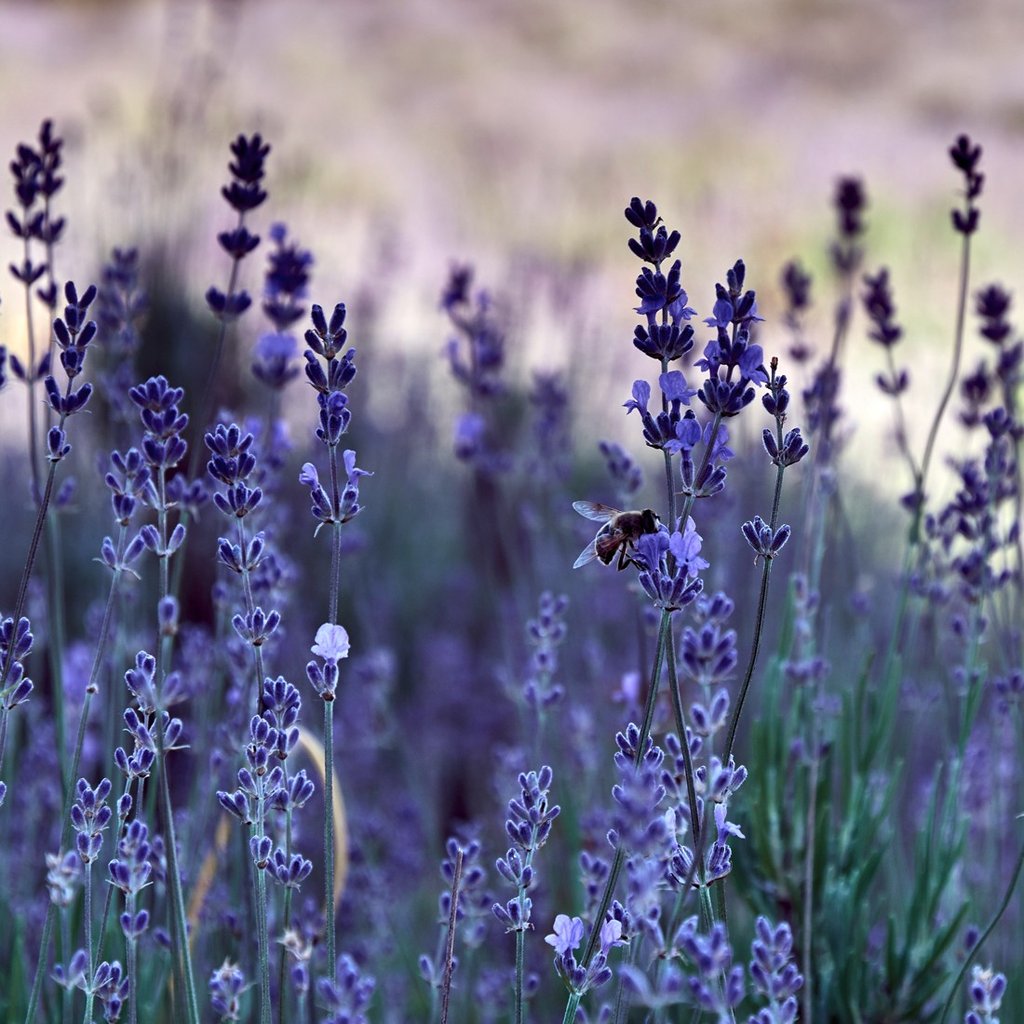 Lavendelsamen aus der Provence