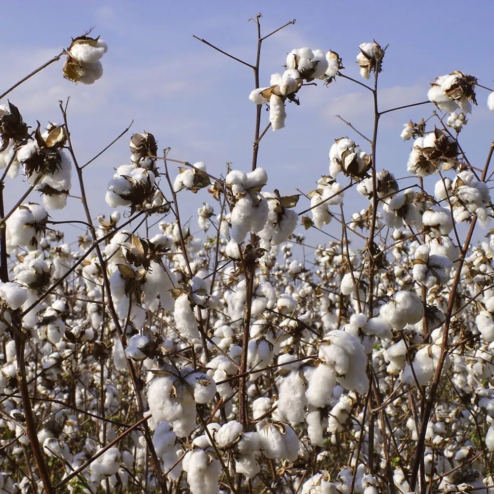 Louisiana Cotton Seeds