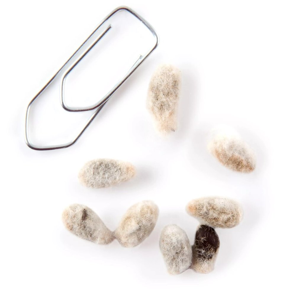 Louisiana Cotton Seeds