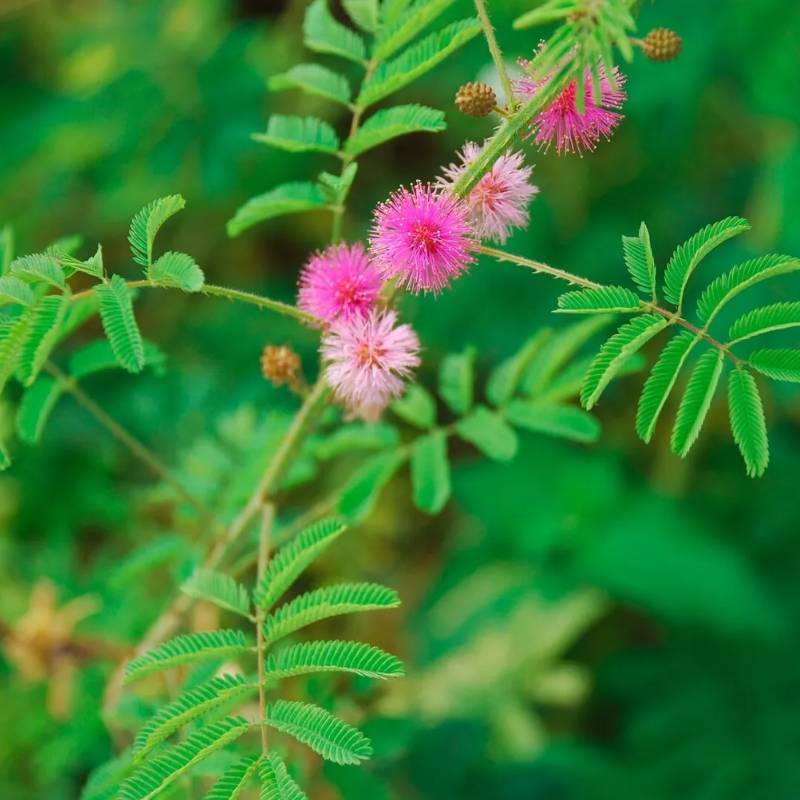 Mimosa Seed Kit