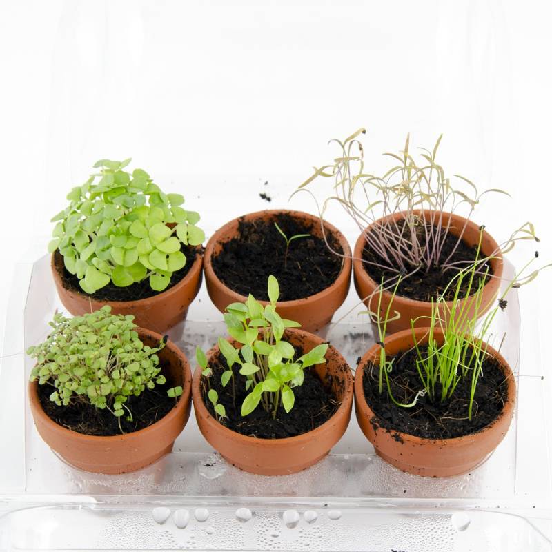 Mini Herb Greenhouse