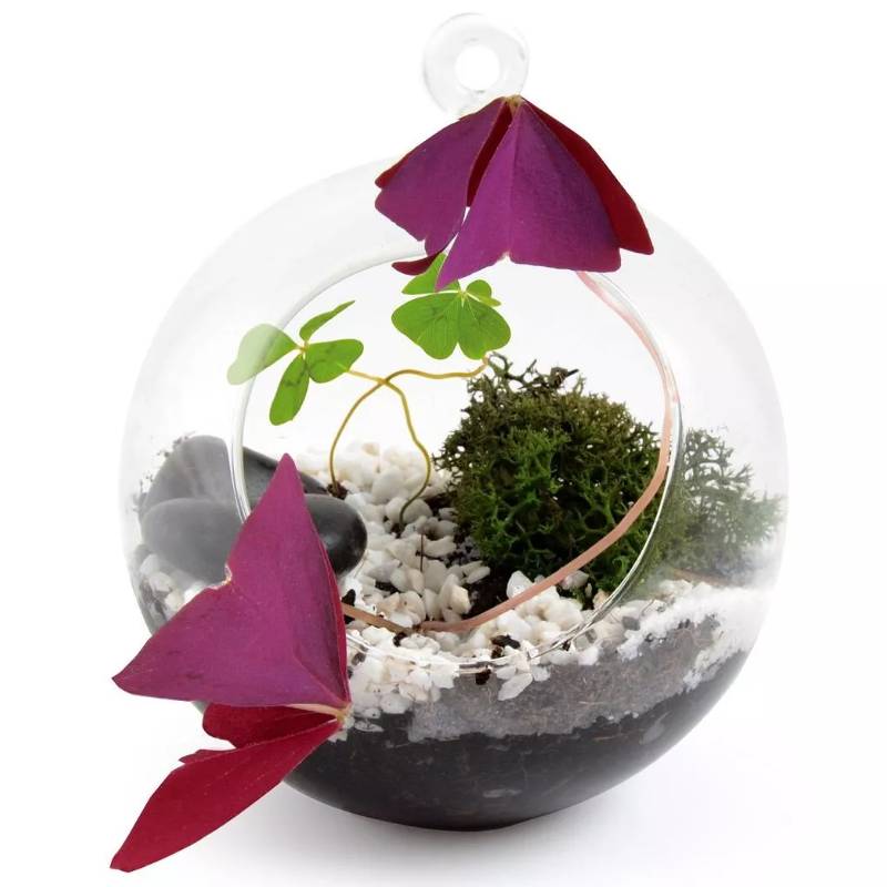 Hanging Lucky Charm Terrarium with Four-Leaf Clover