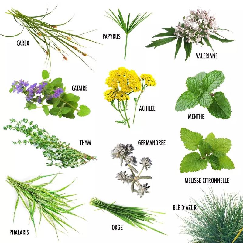 12 Plants for My Cat Seed Set
