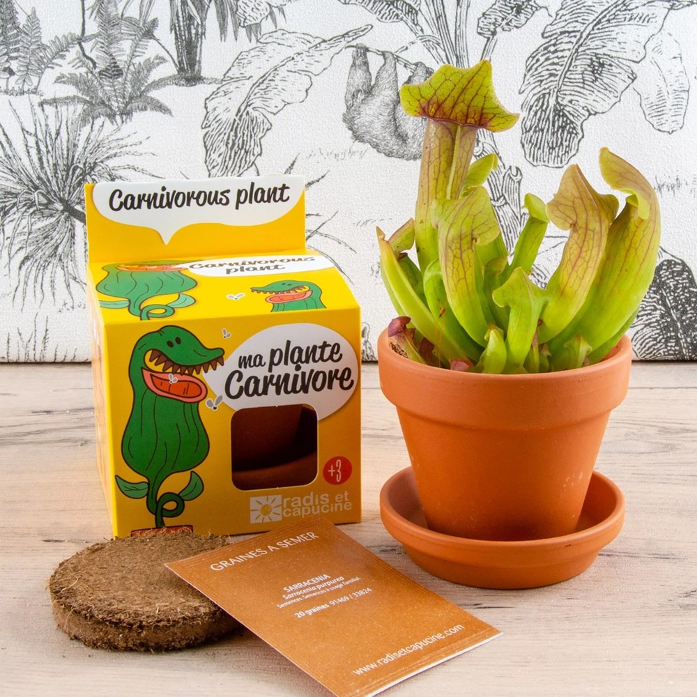 Purpurrote Schlauchpflanze-Anzuchtset
