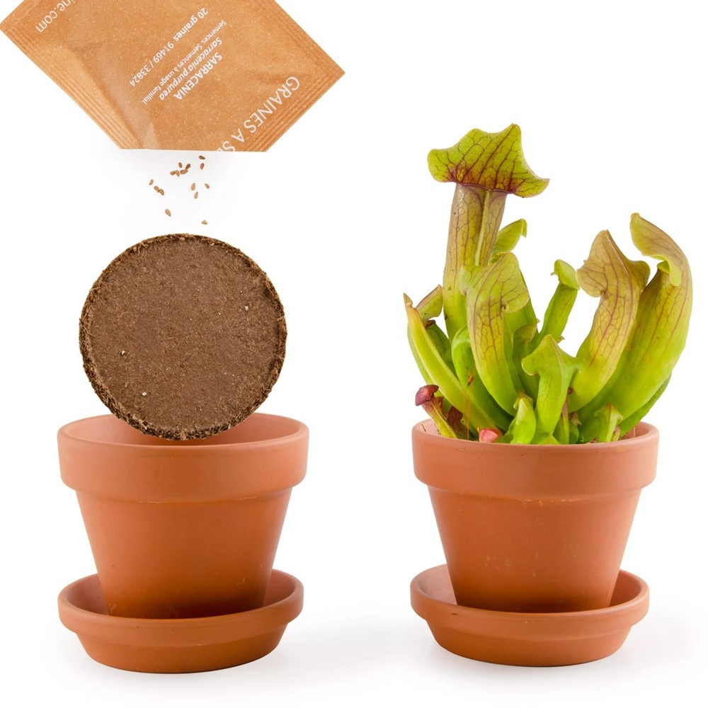 Purpurrote Schlauchpflanze-Anzuchtset