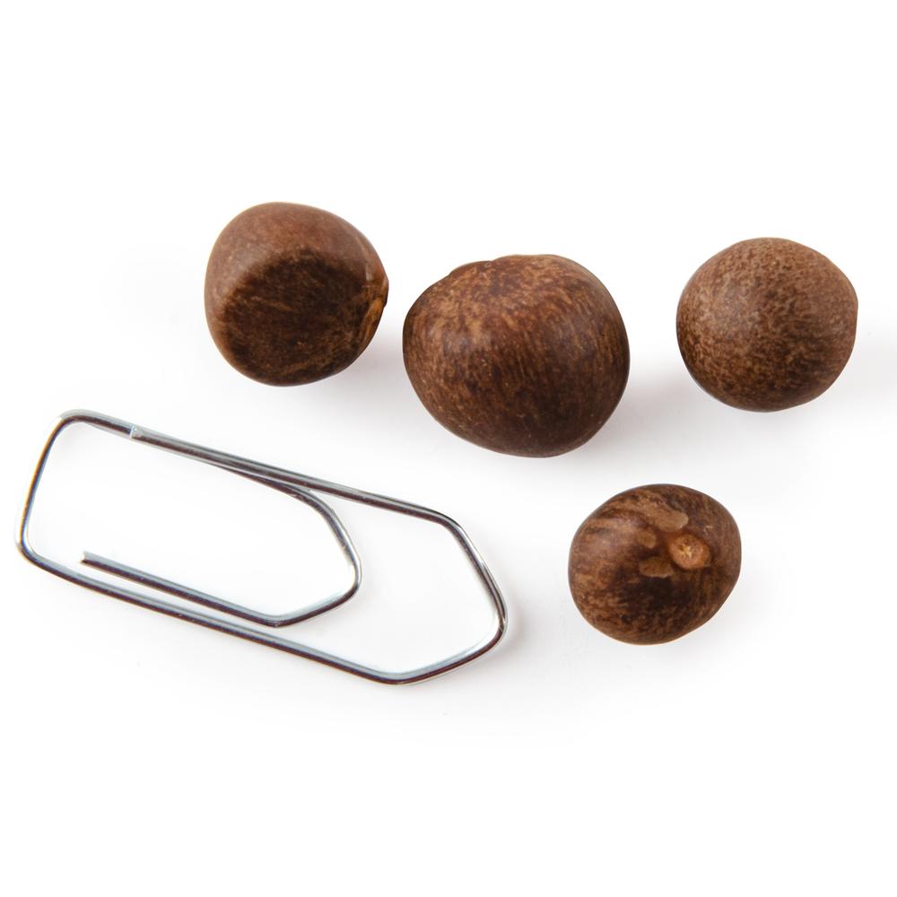 China Tea Tree Seed Kit