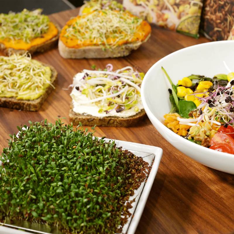 Sprouting Seed Set  Wellness