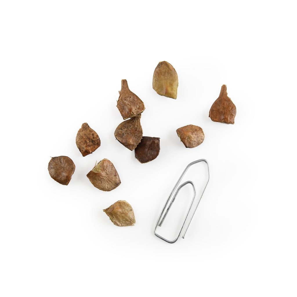 Samen-Set Roter Ahorn