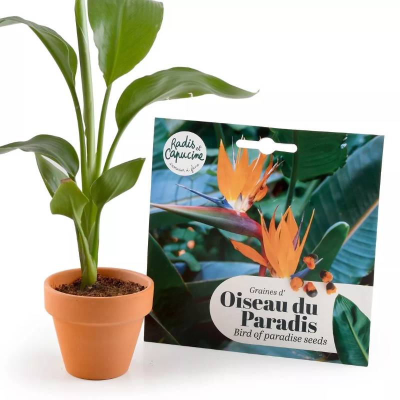 Bird of Paradise Seed Kit
