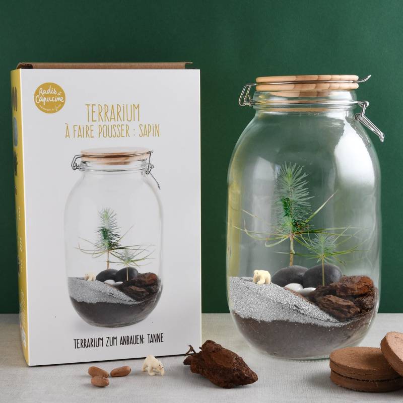 DIY Christmas Tree Terrarium