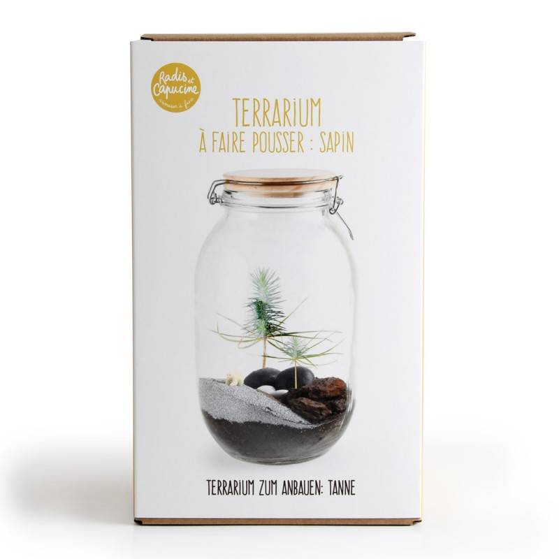 DIY Christmas Tree Terrarium