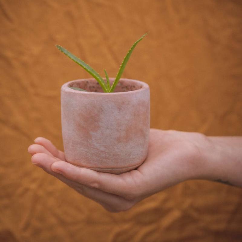 Kit di Coltivazione Aloe Vera