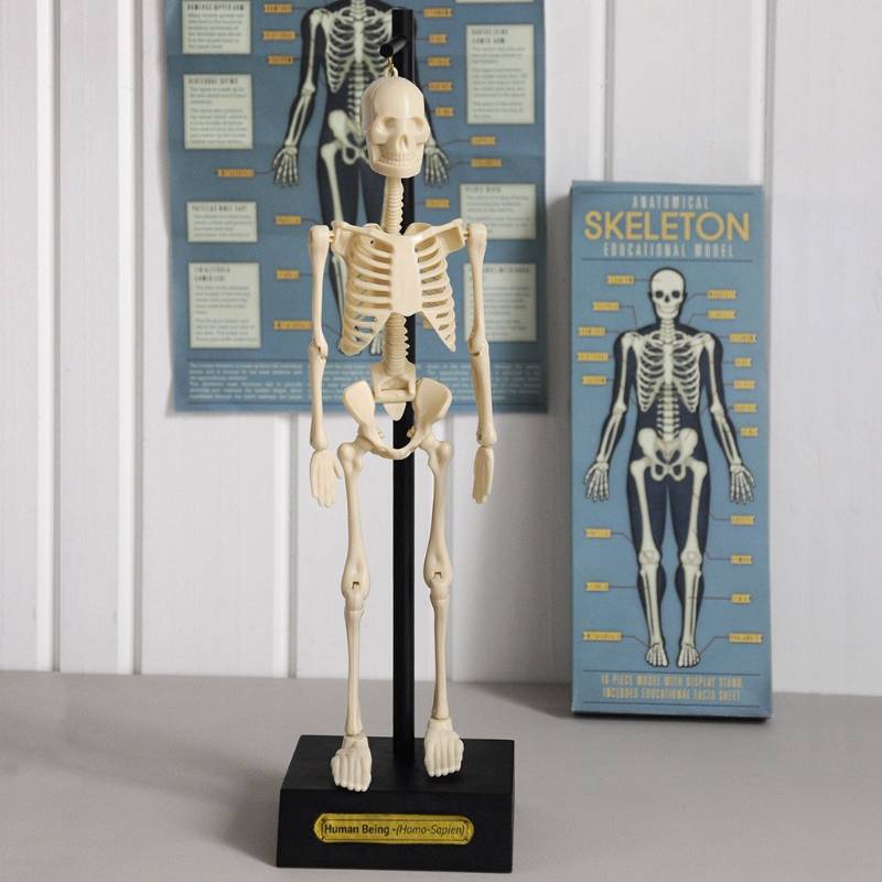 Modello Anatomico di Scheletro