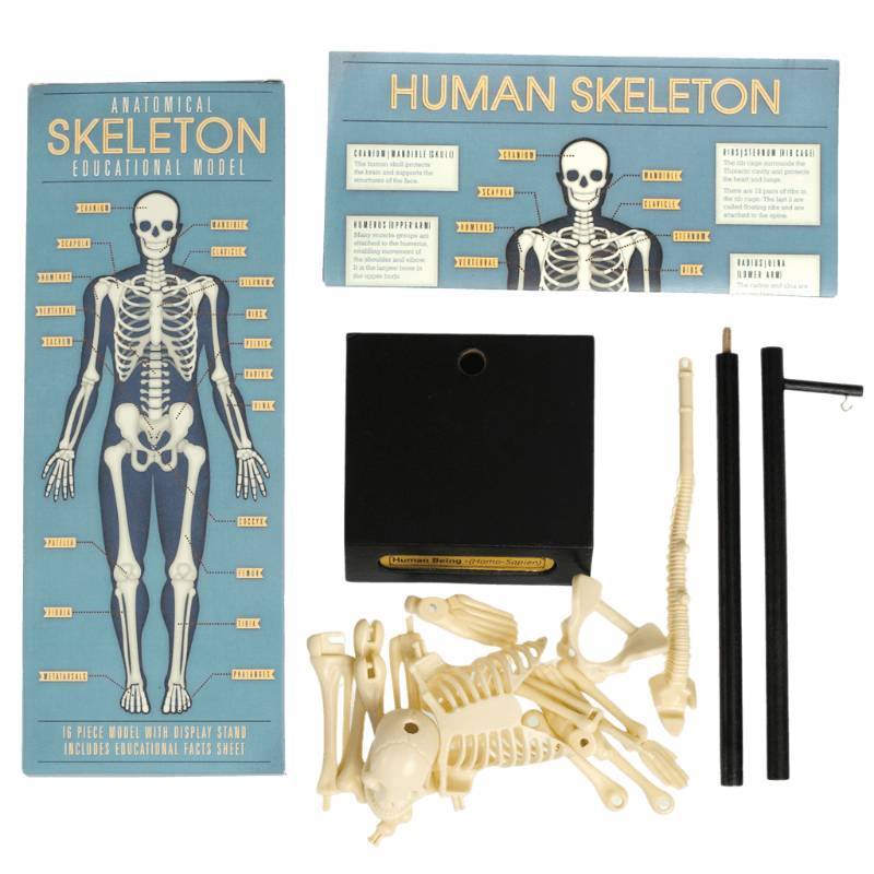 Anatomical Skeleton Model