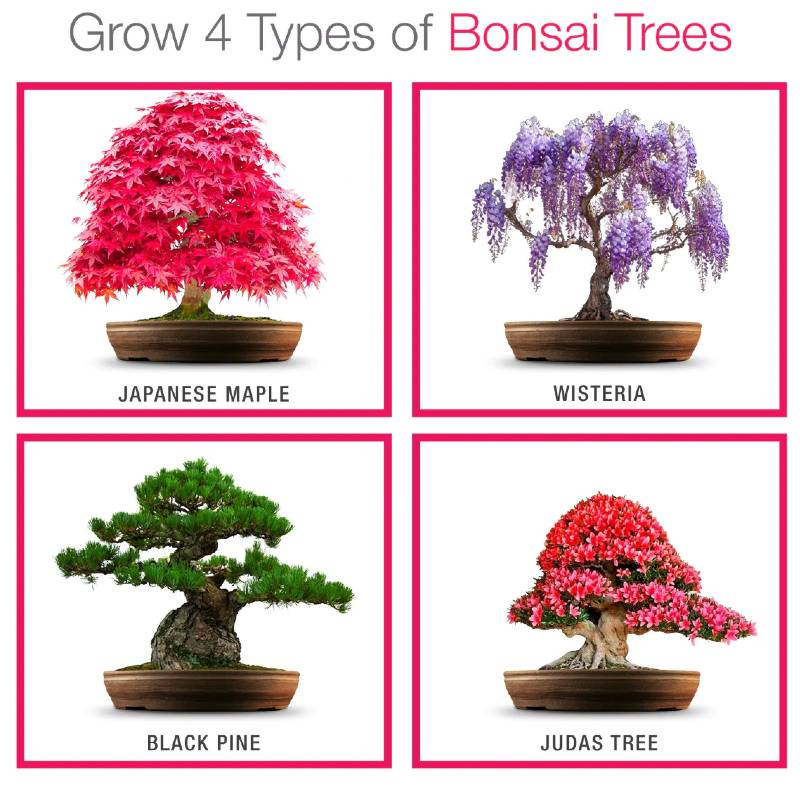 Grow Your Own Bonsai Starter Kit