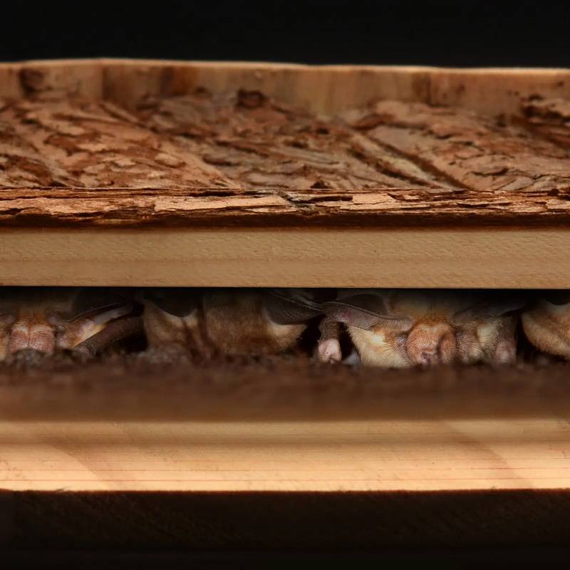 Wooden Bat House
