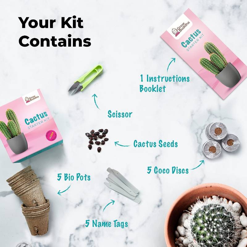 Grow Your Own Cactus Starter Kit