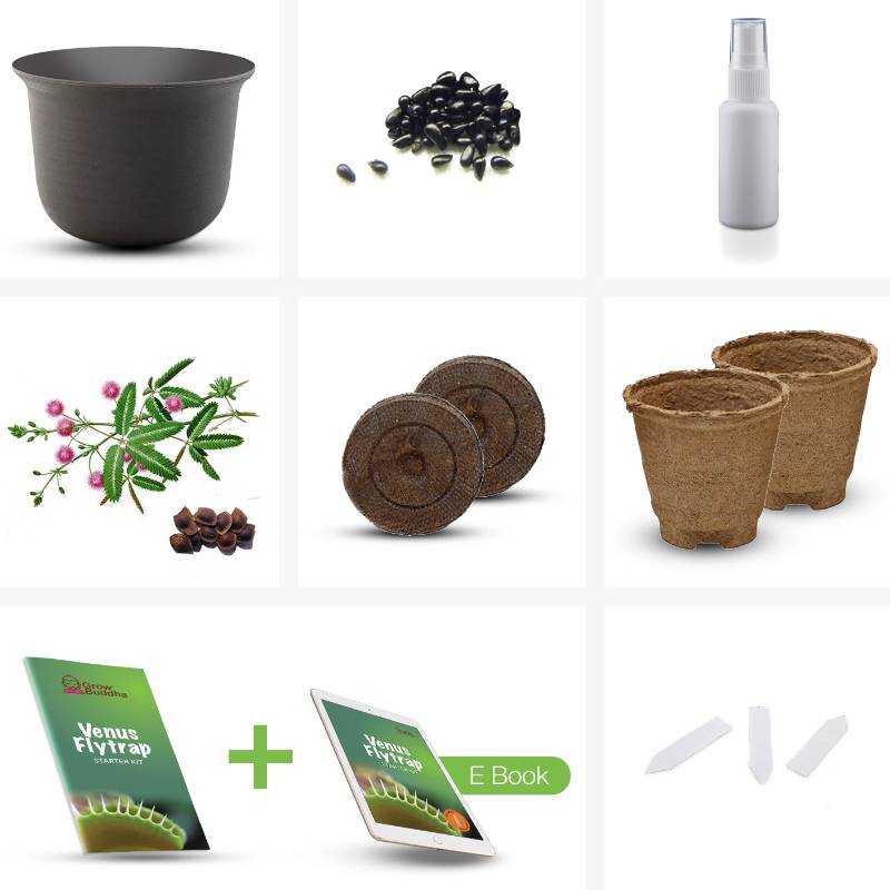 Grow Your Own Venus Flytrap Starter Kit