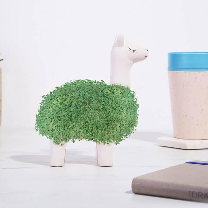 Llama Chia Pet