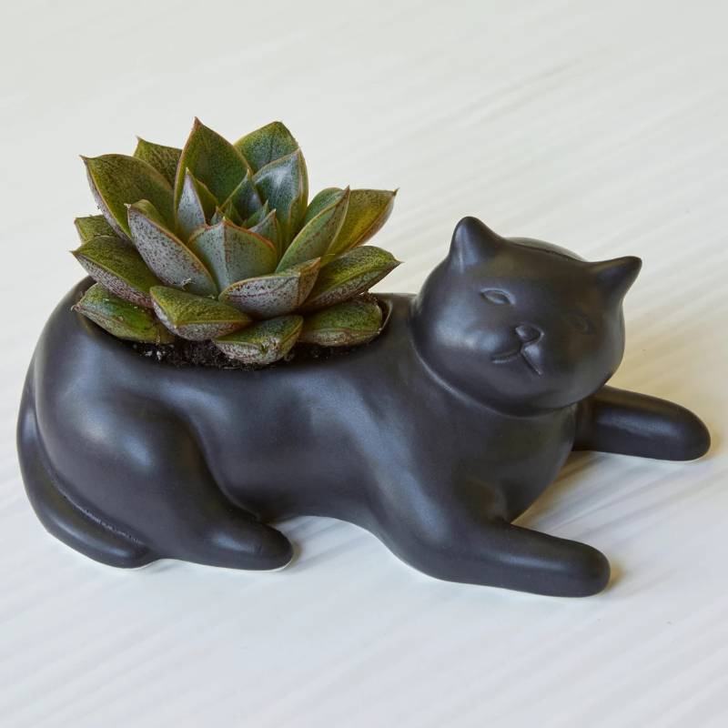 Cosmo The Black Cat Planter