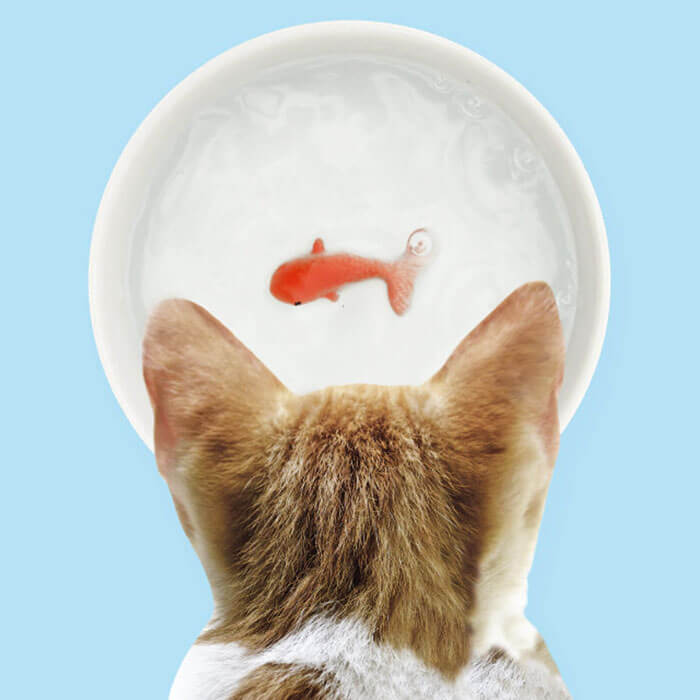 Fish Pet Bowl