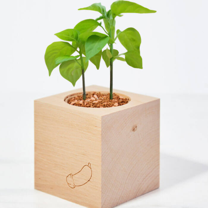 Grow A Dick