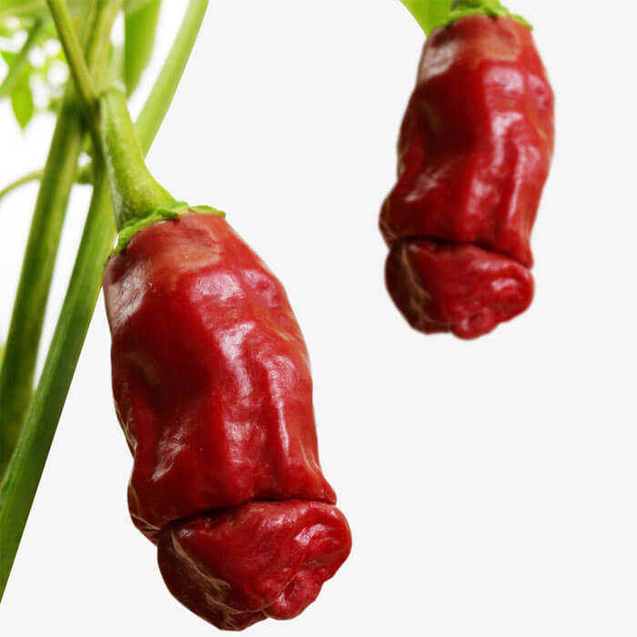 Penis-Chilis Pflanzset