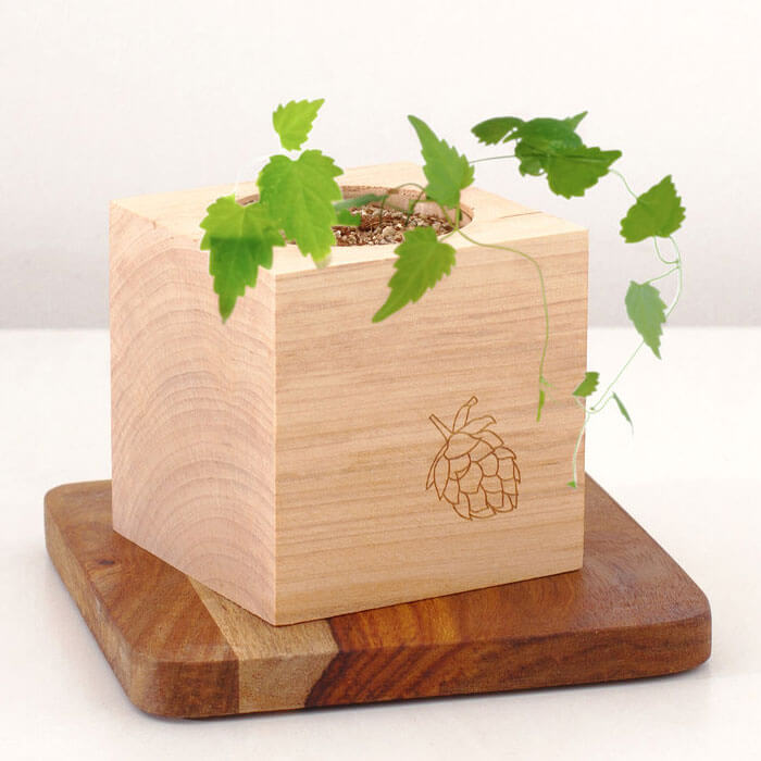 Grow Your Own Craft Beer