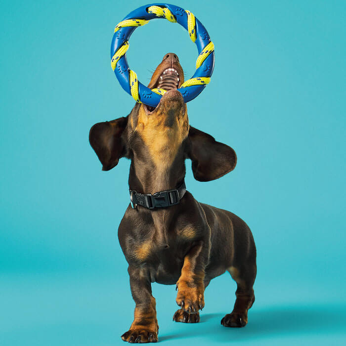 Dog Toy Jump & Catch