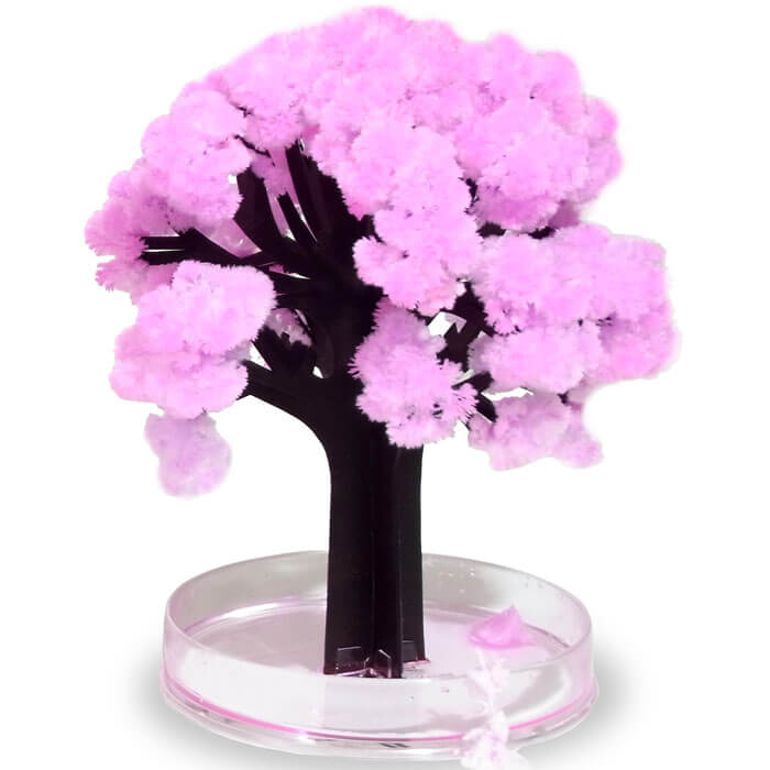 Magischer Sakura-Kirschbaum