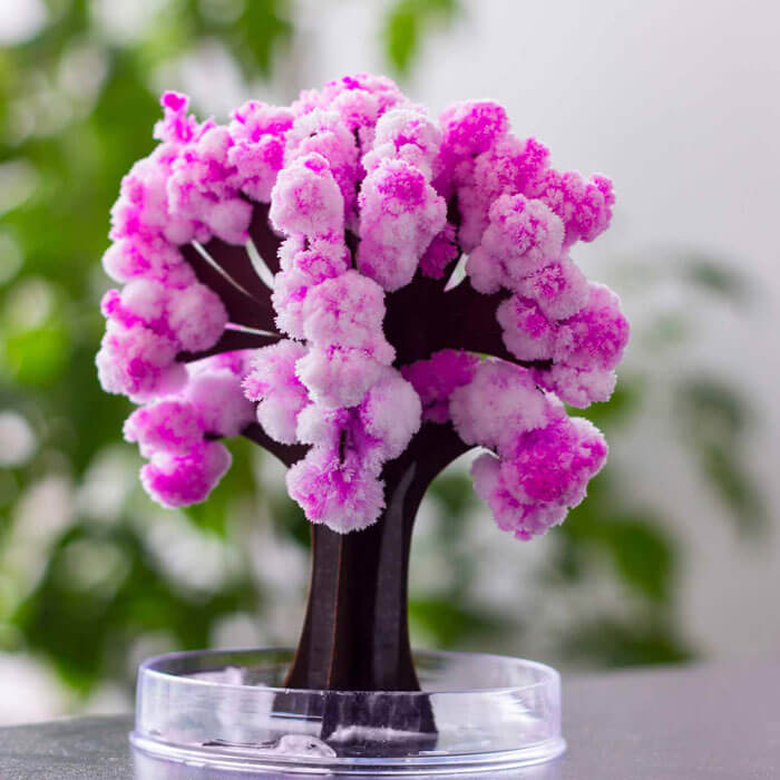 Magischer Sakura-Kirschbaum