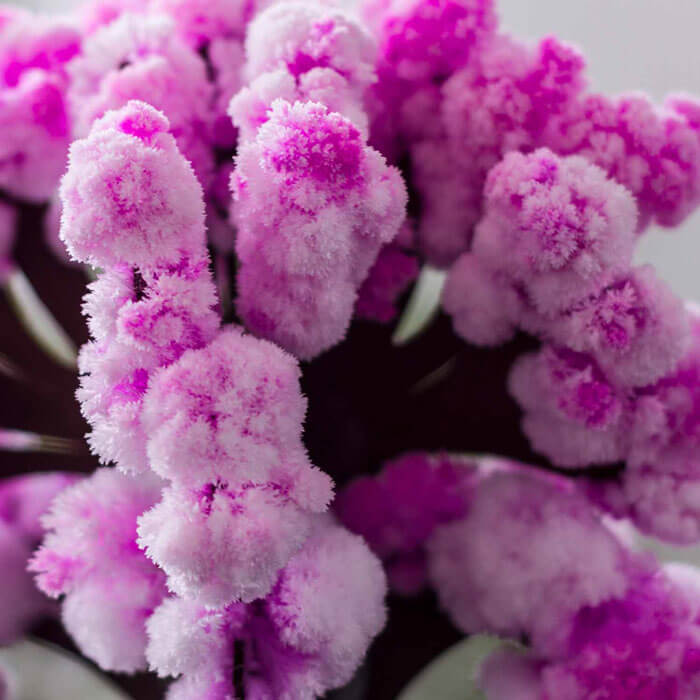 Magischer Sakura-Kirschbaum