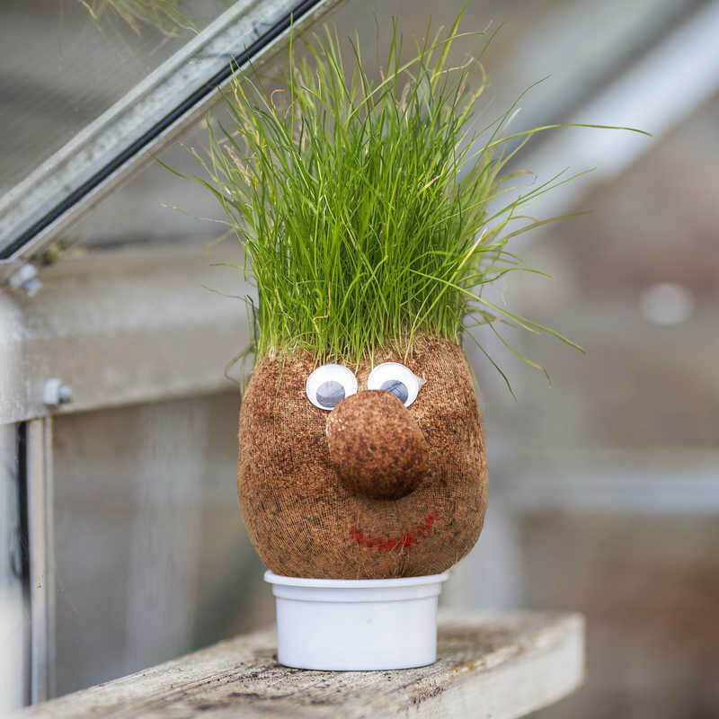 Mr Grasshead Graskopf