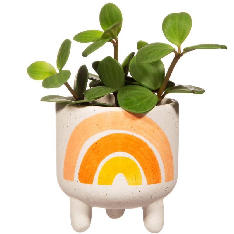 Mini Portavaso Arcobaleno