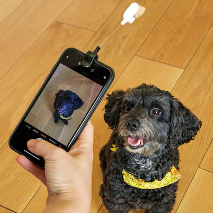 Gadget Selfie Chiens