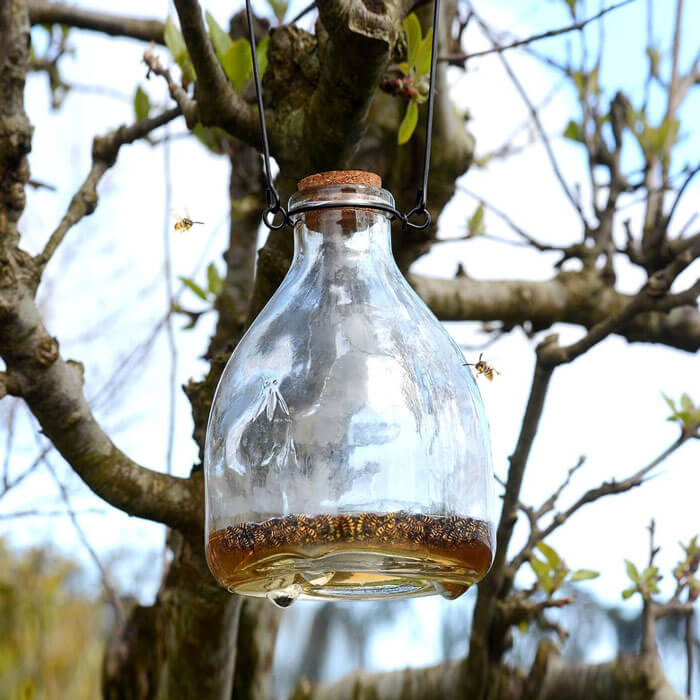 Wasp Trap Set