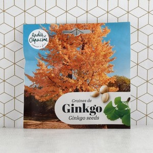 Graines de Gingko Biloba