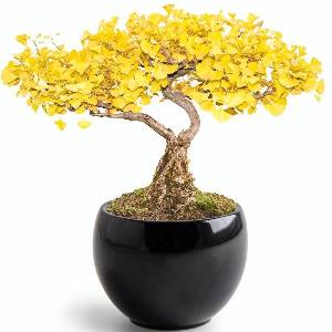 Kit Bonsai Ginkgo
