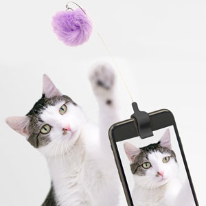 Katzenfoto-Gadget