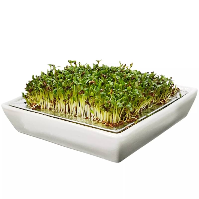 Cress Sieve